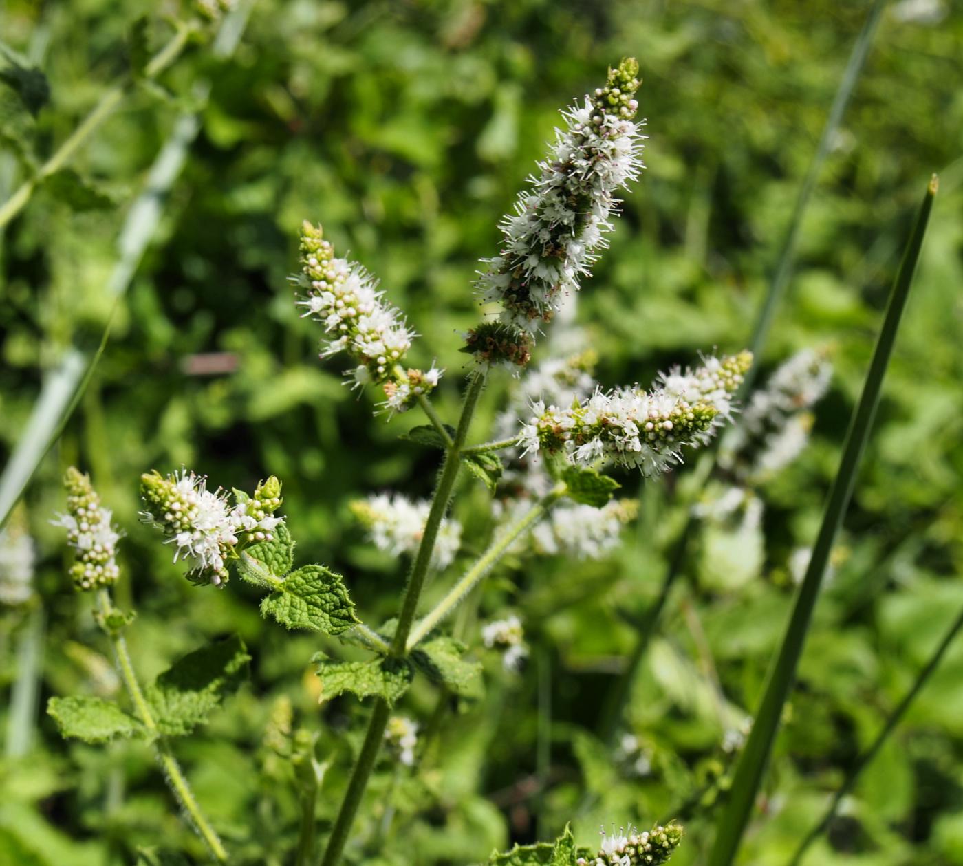 Mint, Apple flower